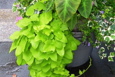 P1000392 (Small).JPG