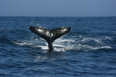 walvis.jpg