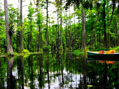 charleston: cypress Gardens: mooie filmlocatie van de film The Notebook...voor de kenners: de scene met de zwanen. er hangt een heerlijke lome zuidelijke sfeer die op de foto naar mijn mening aardig uitkomt....
