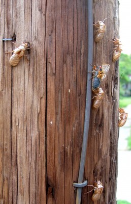 cicada1.jpg