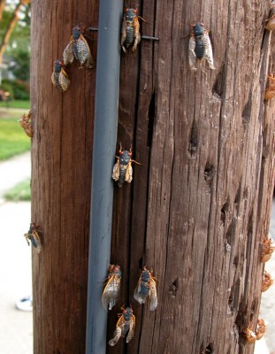 cicada2.jpg