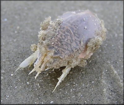sand flea=