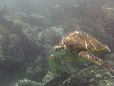 groene zeeschildpad