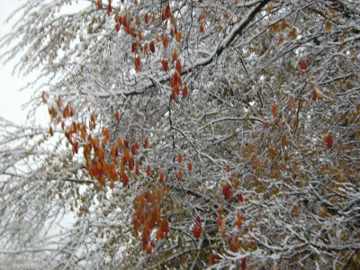 Vandaag genomen, 29-10-2011, zware sneeuwstorm in NY!
