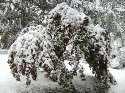 29 oktober in de achtertuin, NY