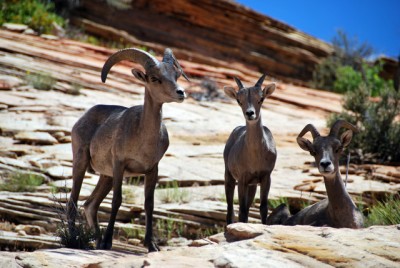 Big Horn Sheep Zion NP
