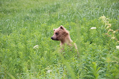 Alaska - 2012-06-30 11u33.jpg