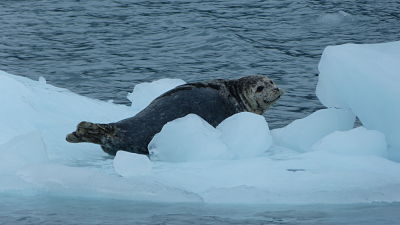 Alaska - 2012-07-03 15u16.jpg