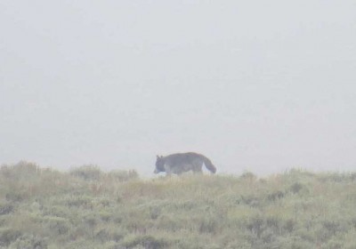 wolf in Lamar Valley