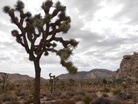 Joshua Tree NP