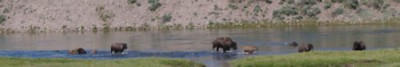 Bisons in Yellowstone NP