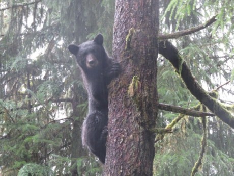 Black Bear in Ketchikan, Alaska