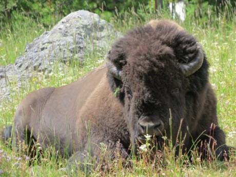 Bizon in Yellowstone