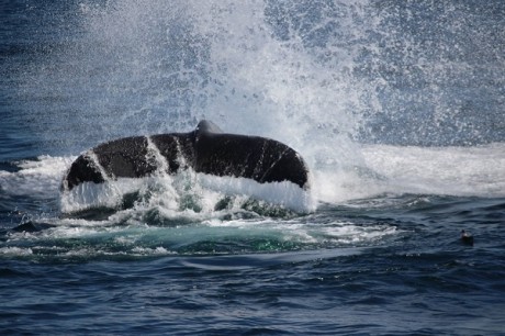 Whalewatching from Boston