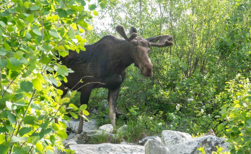 moose (1 van 1).jpg