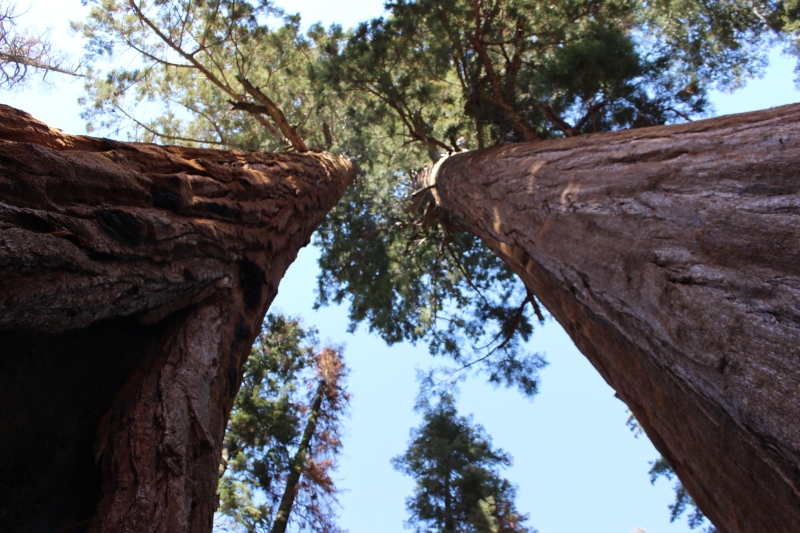 sequioa.jpg