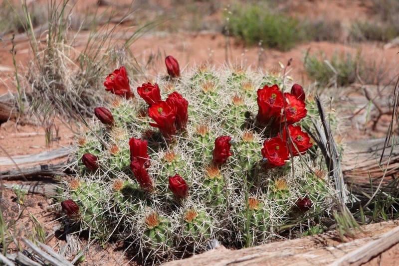 IMG_1111 - kopie.JPG