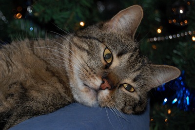 Tibbe-400.jpg