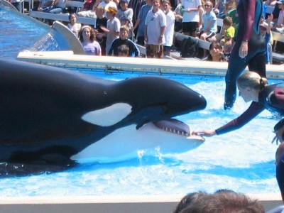 Shamu, SeaWorld San Diego