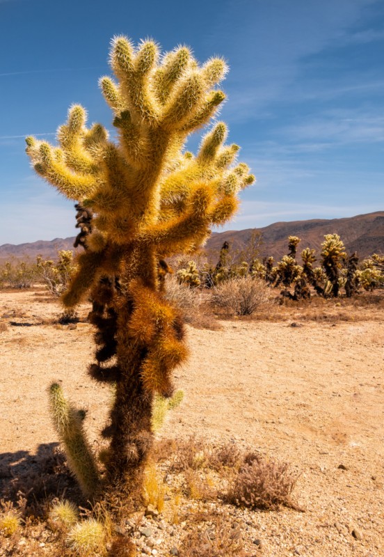 Joshua Tree National Park